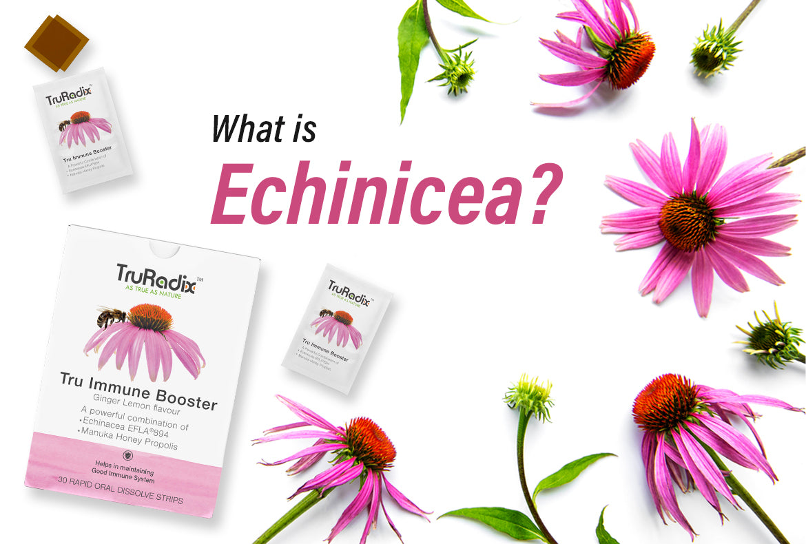 echinacea supplements